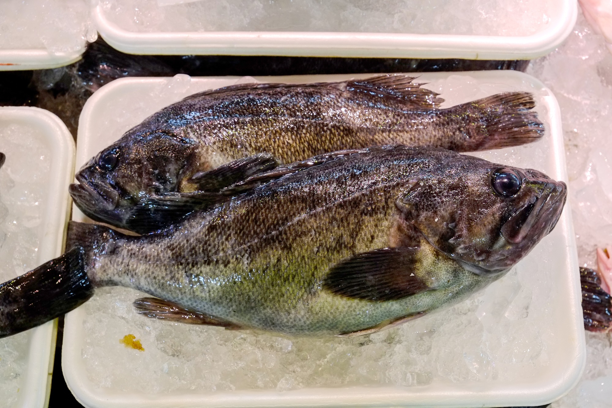 ソイ 魚 は北海道の鯛 日本料理 和食 しゃぶしゃぶ 瓢喜 ヒョウキ