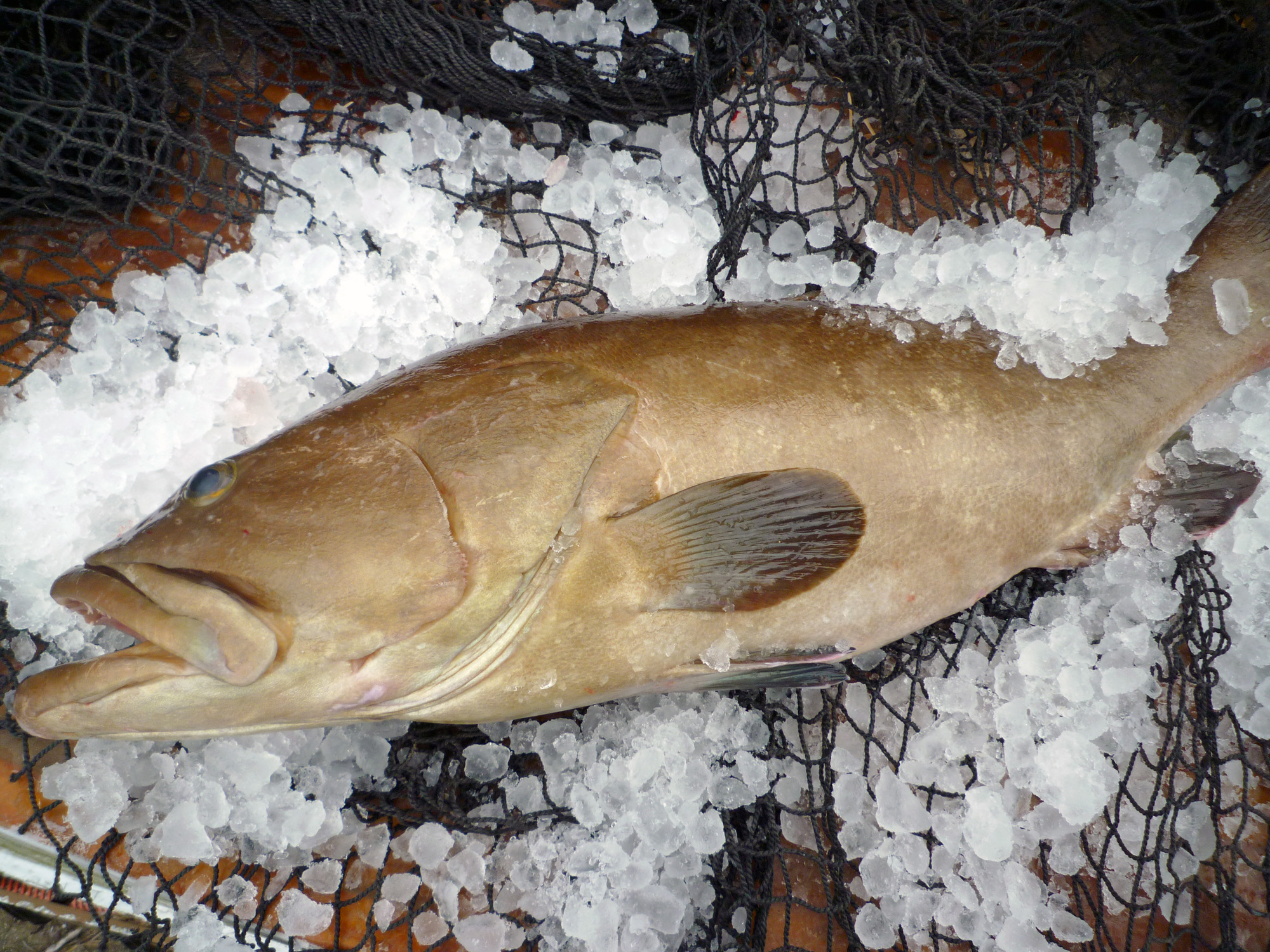 漢字 クエ 幻の高級魚！クエとは？その生態や釣り方、おすすめの食べ方をご紹介！